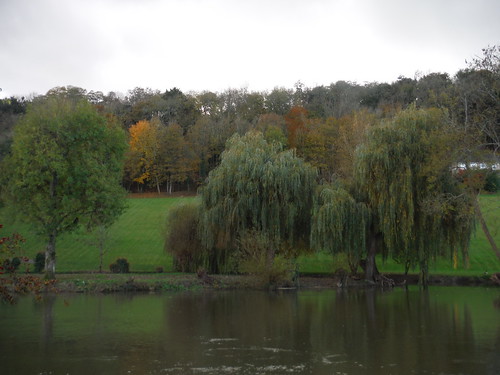 Autumnal Trees on Streatley side of Thames SWC Walk 170 Pangbourne Circular via Goring-on-Thames