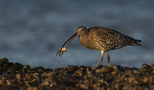 curlew wader beach wildlife nature titchwell