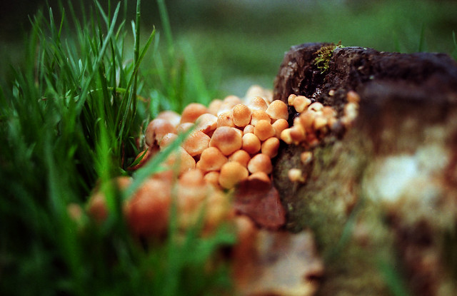 Mushrooms 35mm