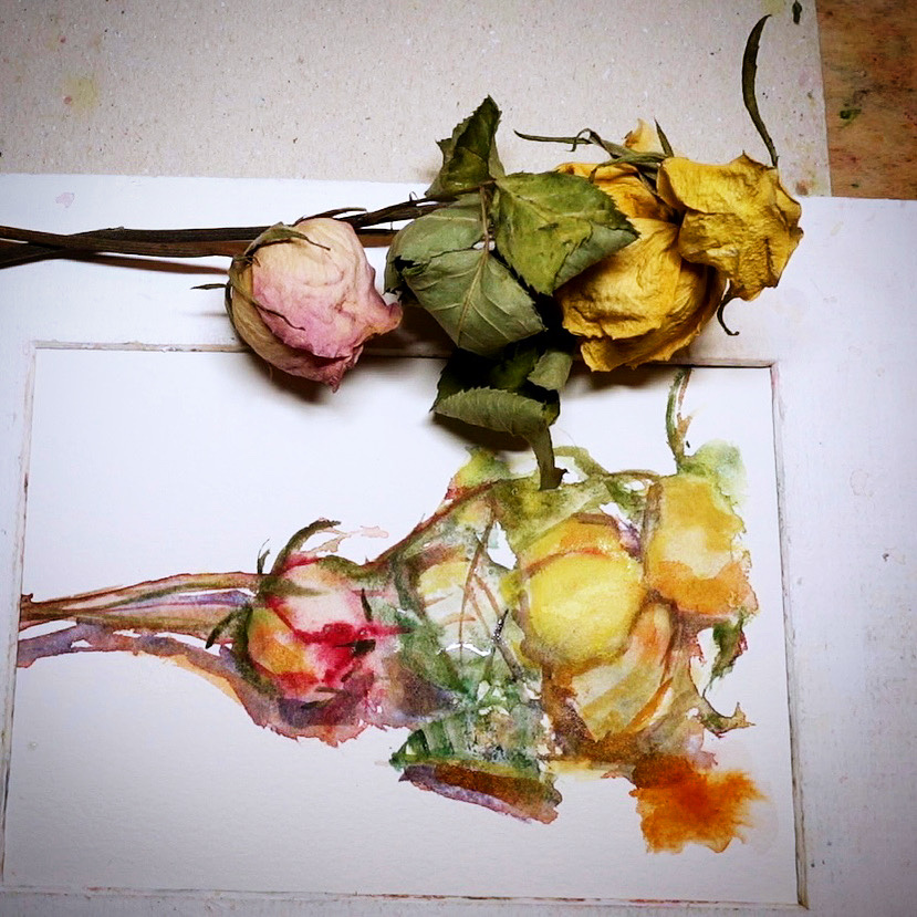 Day 1907. The daily rose painting for today.    #art #バラ #rose #flower #水彩 #stilllife #aquarelle #process #artclass #painting #sketching #watercolour  #dailyproject #watercolorclass #watercolourakolamble