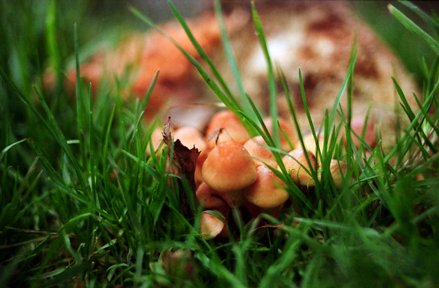 Mushrooms 35mm-2