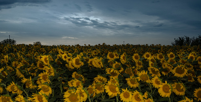 DBL_6438LR Sunflower field