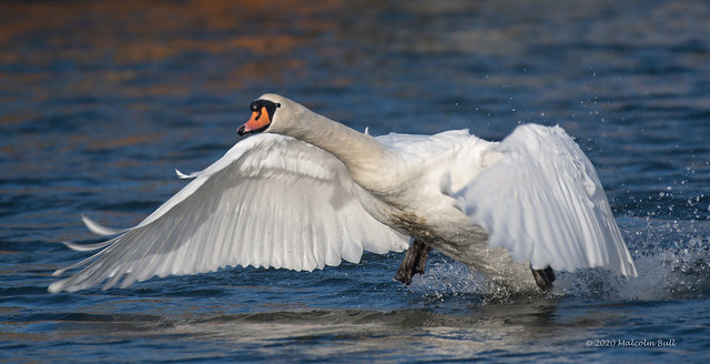 Swan Take-off (55)