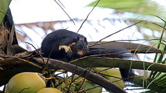 Giant Squirrel - Ratufa macroura