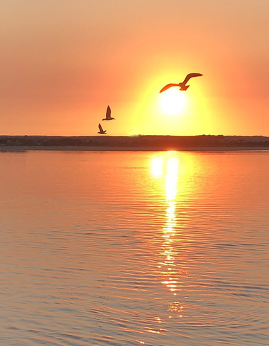 morrobay sunset seagulls california