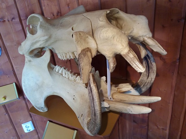 Skansen: hippopotamus skull