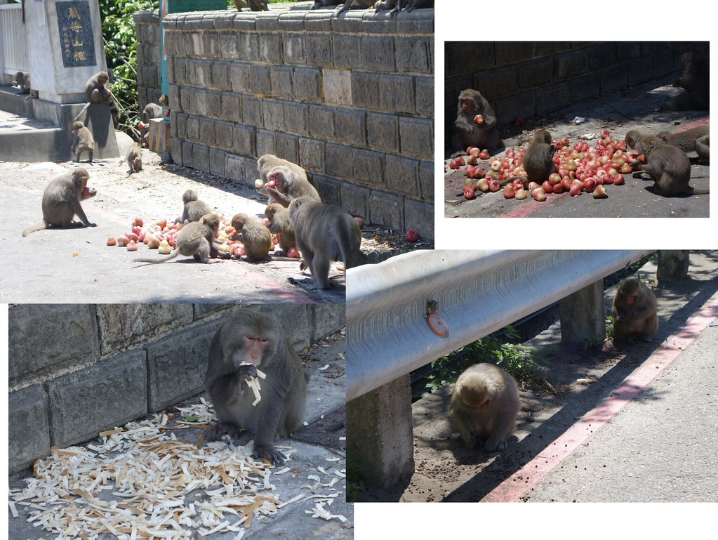人類餵食會改變獼猴的取食習慣、活動範圍、和牠們與人類的互動方式，是人猴衝突的主要成因。圖片來源：活動簡報截圖，蘇秀慧提供，不適用cc授權。