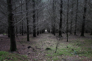 Forêt glaçante | by Cédric Darrigrand