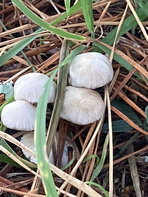 Graveyard mushrooms.