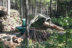 Gathering felled trees_Oct 2011_SNAMP Project