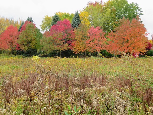 Fall foliage at Tinker Nature Park Henrietta, NY
