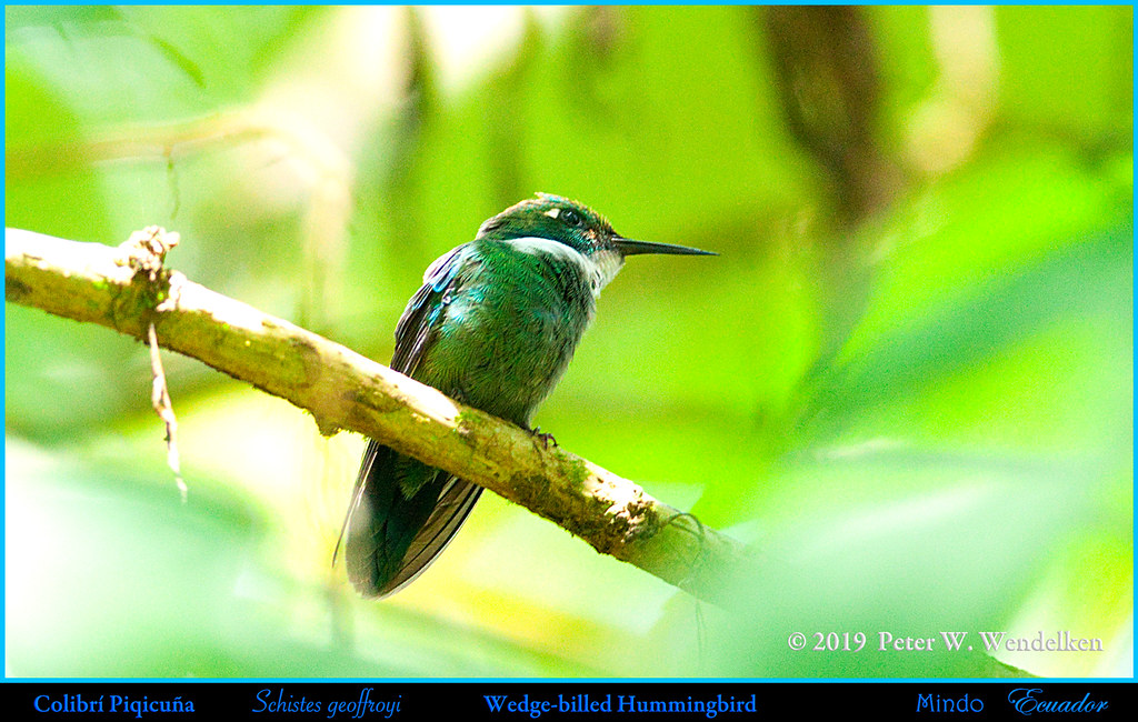 WEDGE-BILLED HUMMINGBIRD Schistes geoffroyi above Mindo in Northwestern ECUADOR. Photo by Peter Wendelken.