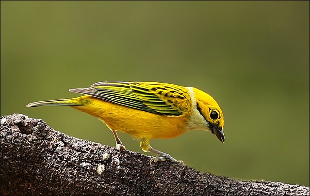 Silver-Throated Tanager