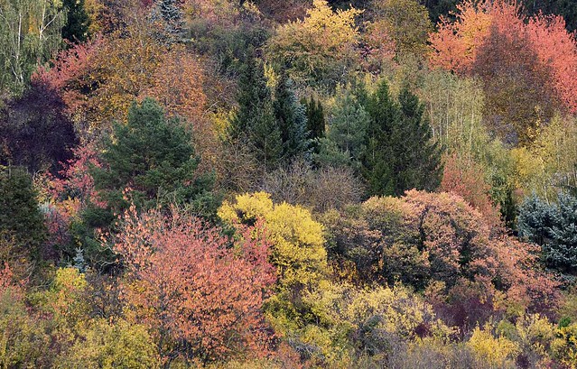 fantastic-colors-of-nature-autumn