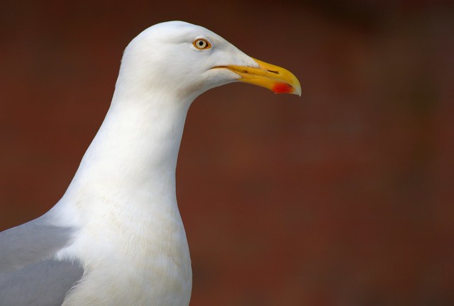 Gull close-up