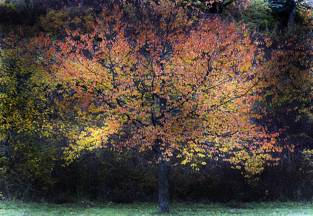 colors-of-autumn