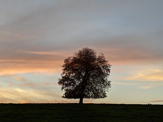 Favourite tree at sunset