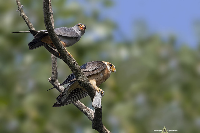 Falchi cuculo - Falco vespertinus  