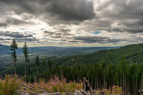 1424 1424mm1424f28 a7 a7r3 a7riii cloud clouds explore exploring forest forests fullframe hike hiking landscape mountain mountains nature northamerica northwest outdoor outdoors pnw pacificnorthwest pano panorama plant plants rural sigma sigma1424f28dgdnart sigma1424mm28art sigmaart sky snohomishcounty sony sonya7r3 summer tourism travel tree trees usa unitedstates unitedstatesofamerica wa washington washingtonstate wood woods