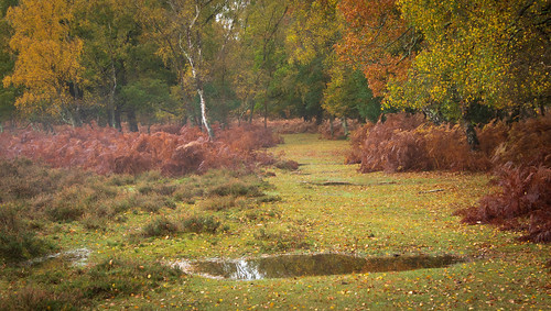 vibrant autumn autumnal autumnalcolours seasonal season seasons path forest mist misty wood woodland wooded woods woodlandwalk woodscape newforest nature nationalpark natural hampshire countryside colours colour colourful water leaves yellow green red orange tree trees treelined canon canon77d canoneos77d efs1785mm light landscape lightroom hidden covered heath heathland heather bracken earlymorning morning life lost peaceful peace nowhere composition october