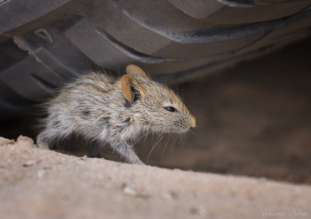 African four-striped grass mouse