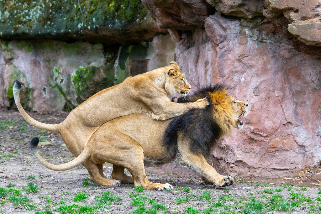 Playful Asiatic Lions