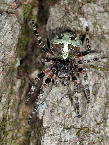 arthropoda spider arachnida araneae araneidae araneus araneusbicentenarius giantlichenorbweaver northcarolina piedmont pilotmountain inaturalist canonef100mmf28macrousm