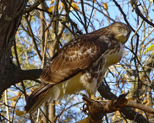 sonydschx80 maiac cranbrook autumn bird hawk redtailedhawk juvenile