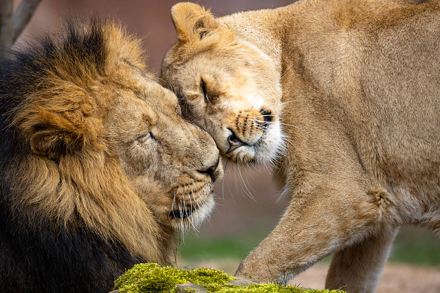 Cuddling Asiatic Lions