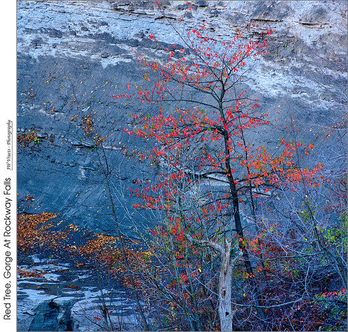rockway rockwayfalls gorge fallcolours brucetrail niagaraescarpment red redrule peakcolour tree leaves landscape blue opensource rawtherapee gimp nikon d800 afnikkor70210mm14056
