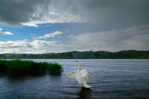 swan rain weather whitlingham norfolk broads wildlife landscape jonathan casey photography bird