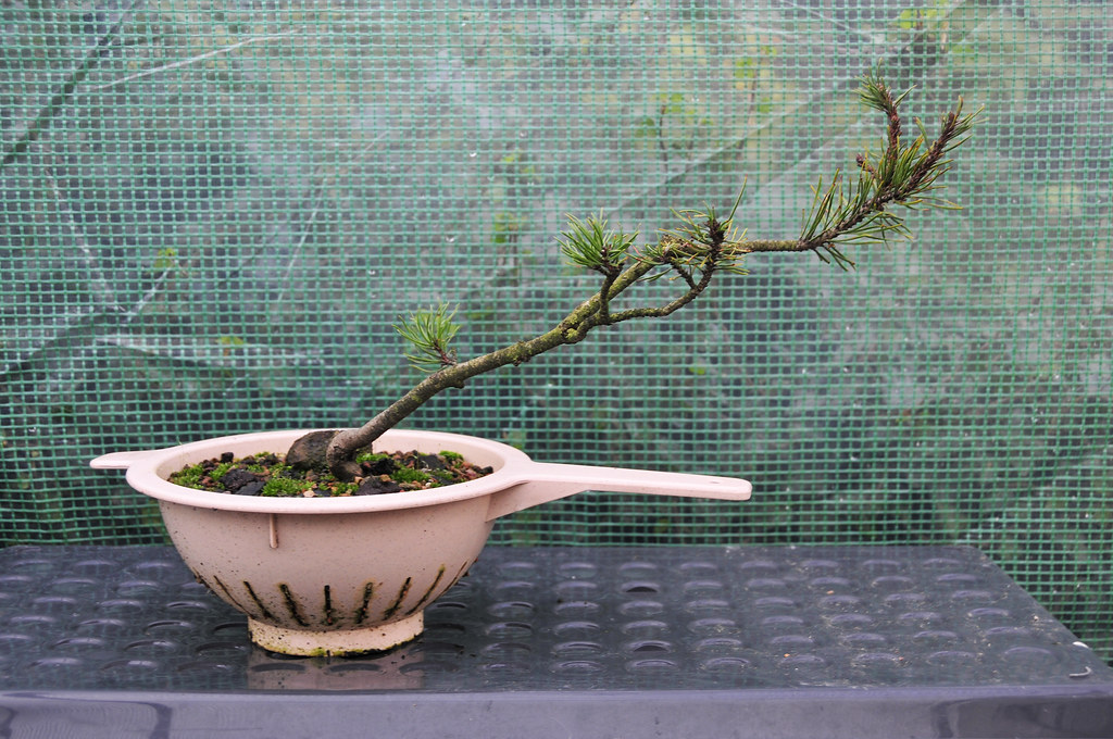 Scots Pine Bonsai Tree