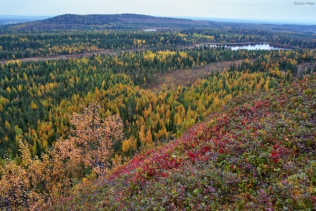 Fall colors in Kuusamo
