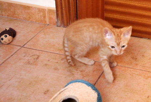 Caramelo, gatito rubio dulce y juguetón nacido en Septiembre´20, en adopción. Valencia. ADOPTADO. 50547008543_f4dd7489a9