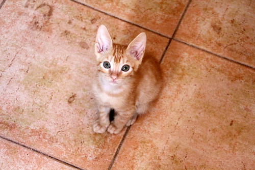 Caramelo, gatito rubio dulce y juguetón nacido en Septiembre´20, en adopción. Valencia. ADOPTADO. 50547013923_a78417cd3d