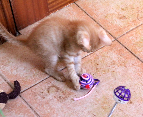 Caramelo, gatito rubio dulce y juguetón nacido en Septiembre´20, en adopción. Valencia. ADOPTADO. 50547023278_22de2ae2b2