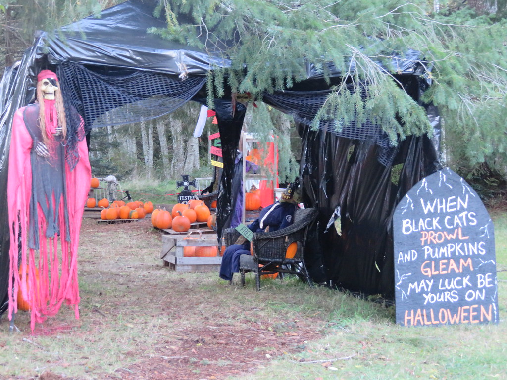 Halloween, Black Cat Farm.