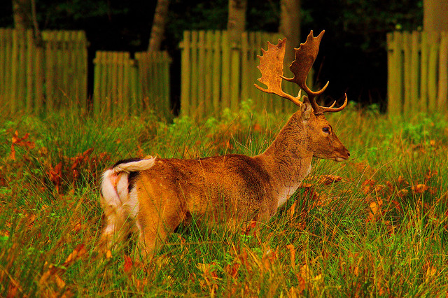 Fallow Deer at Dunham Massey