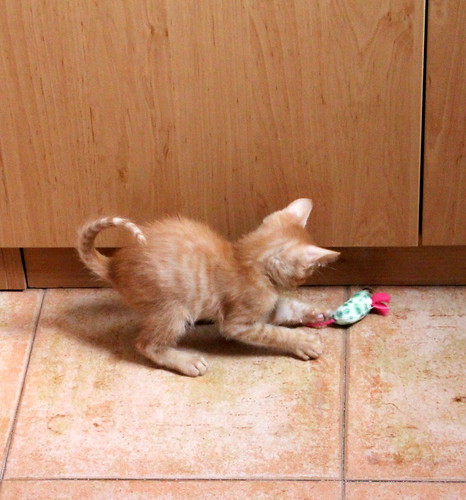 Caramelo, gatito rubio dulce y juguetón nacido en Septiembre´20, en adopción. Valencia. ADOPTADO. 50547737076_a93a2a767d