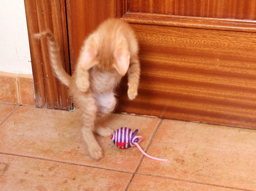 Caramelo, gatito rubio dulce y juguetón nacido en Septiembre´20, en adopción. Valencia. ADOPTADO. 50547751406_80e0f396b0