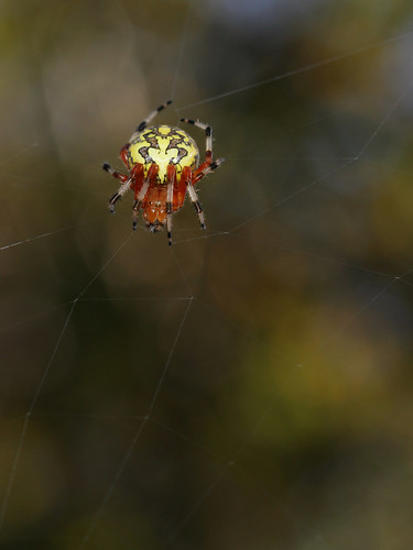 arthropoda spider arachnida araneae araneidae araneus araneusmarmoreus marbledorbweaver northcarolina piedmont arachtober canonef100mmf28macrousm