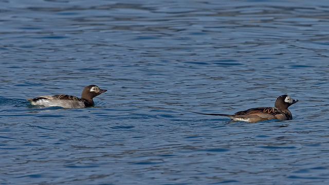 Морянка, Clangula hyemalis, Long-tailed Duck
