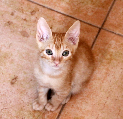 Caramelo, gatito rubio dulce y juguetón nacido en Septiembre´20, en adopción. Valencia. ADOPTADO. 50547880692_49296e1f40