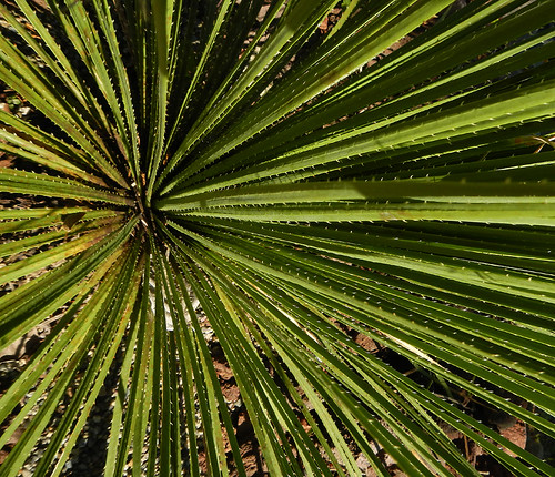 Looking down on the 'rosette' structure of a Yucca in the Puerto Vallarta Botanical Garden, Mexico