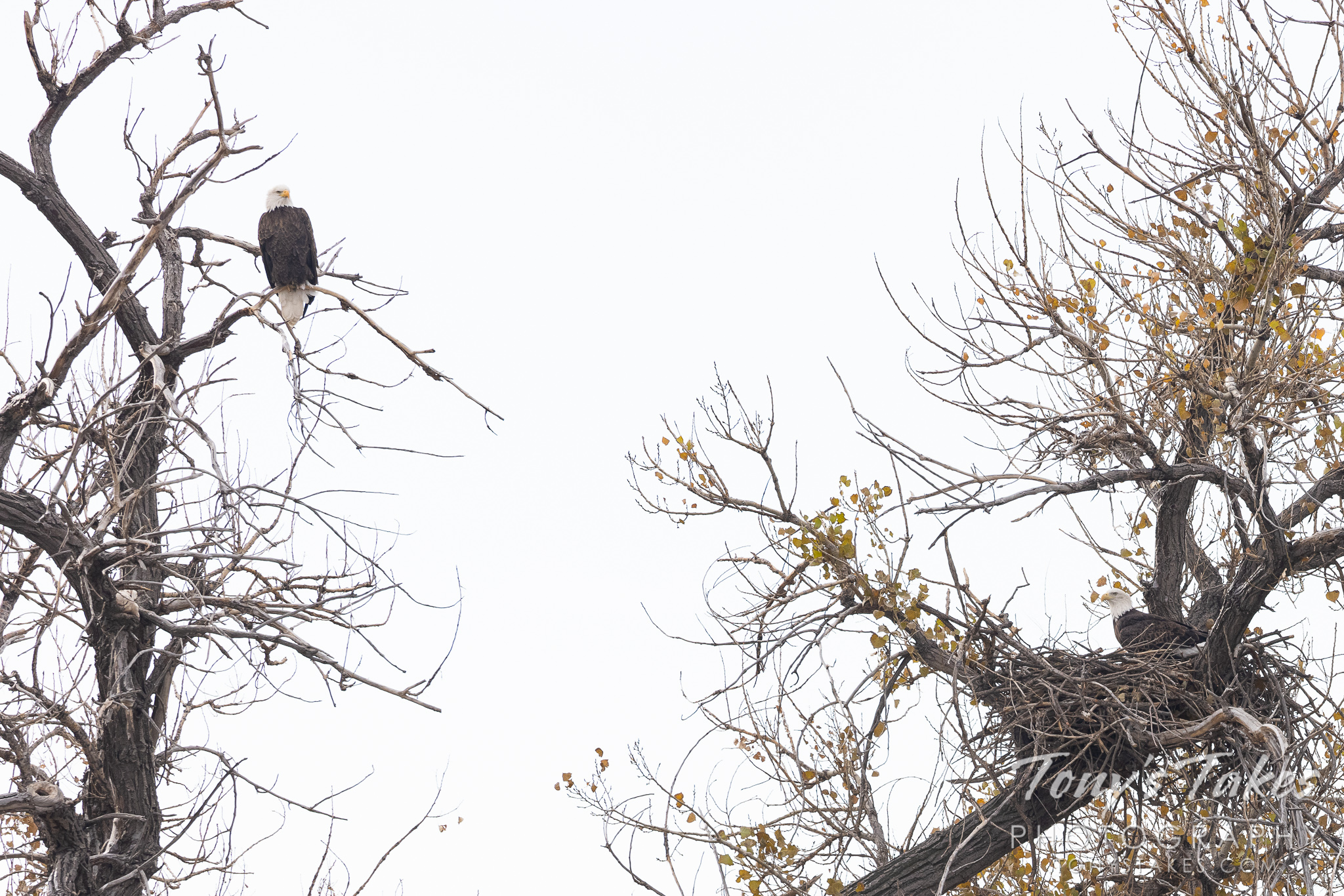 Bald eagle pair hanging out at home. (© Tony's Takes)