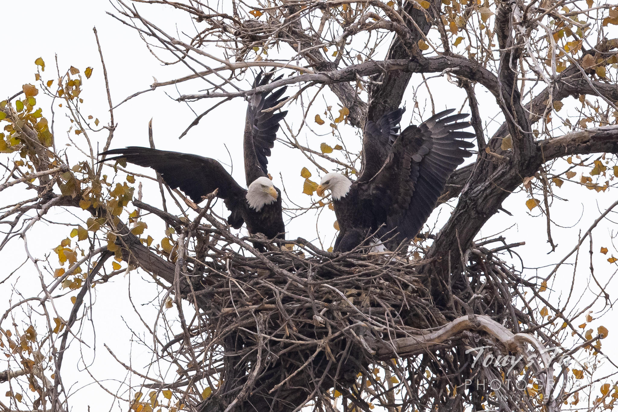 Bald eagle pair working on their nest. (© Tony's Takes)