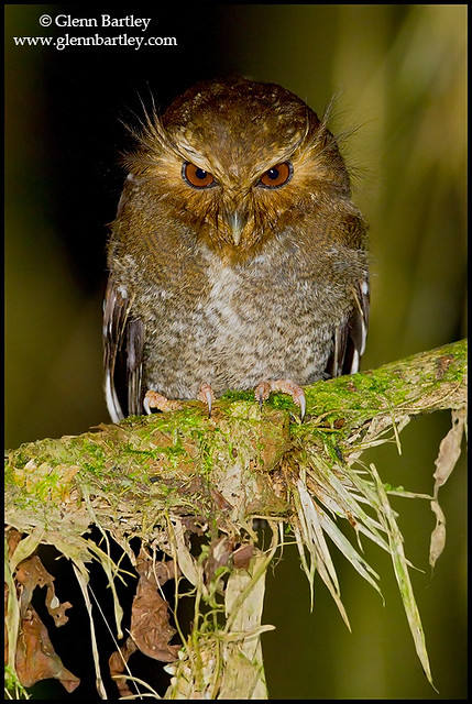 Long-whiskered Owlet (Xenoglaux loweryi)
