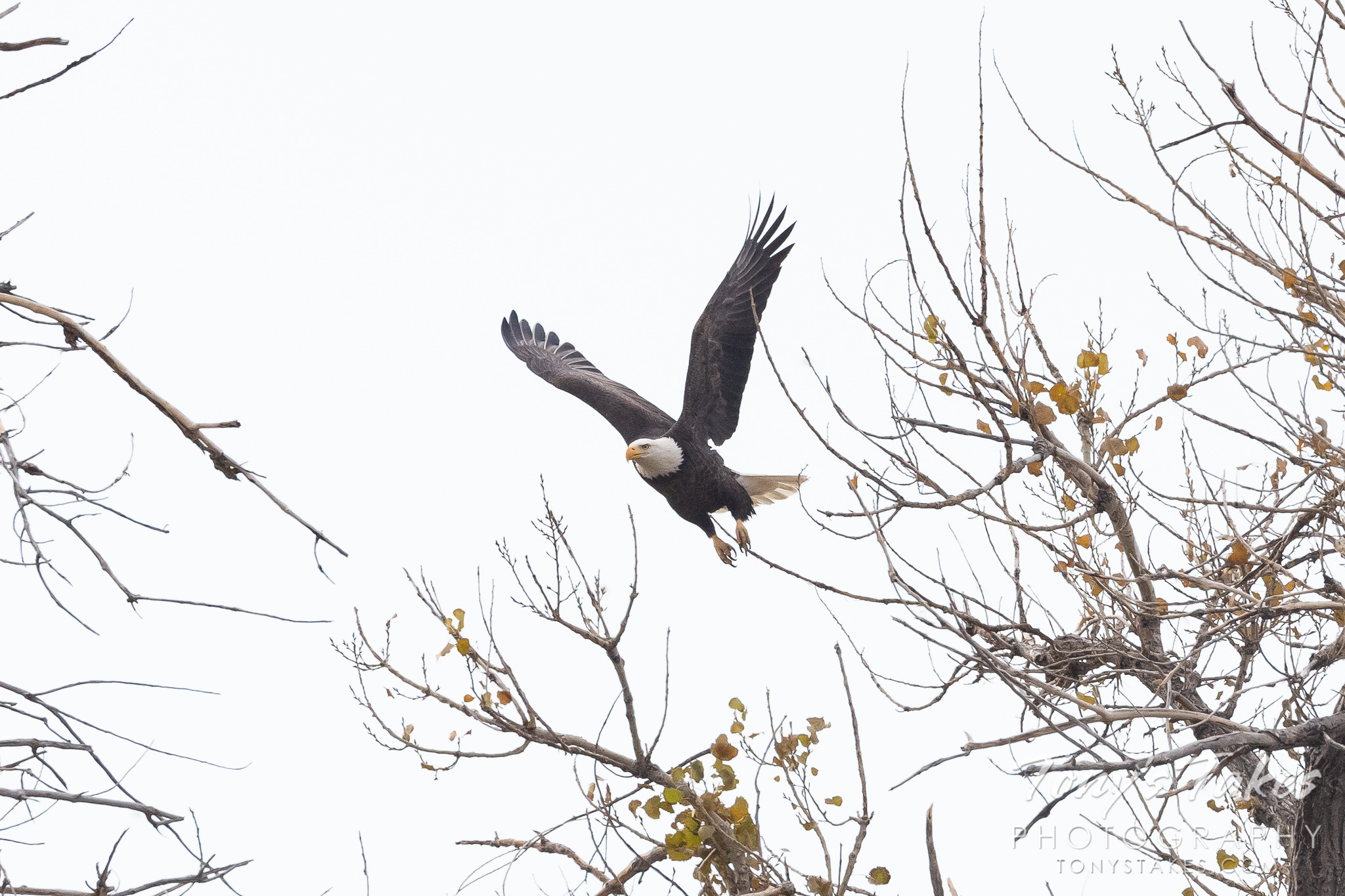 Bald eagle departs its nest. (© Tony's Takes)