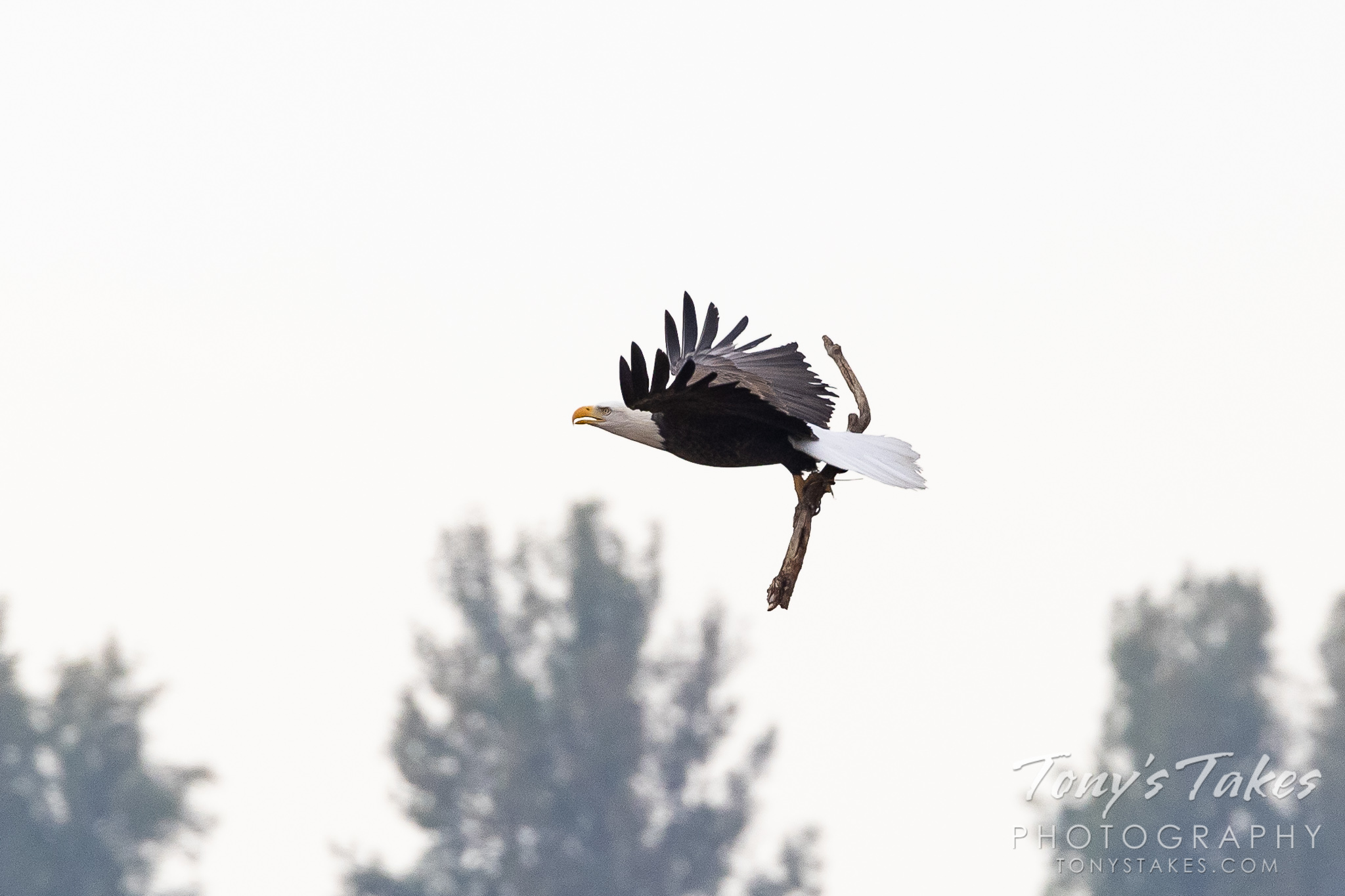 A male bald eagle brings a big stick back to its nest. (© Tony's Takes)