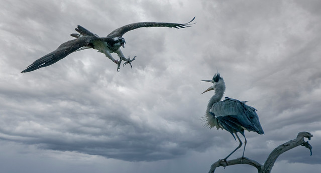 Osprey and grey heron